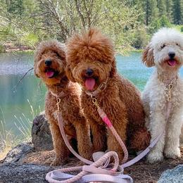 Goldendoodles from Beanie Bear Doodles