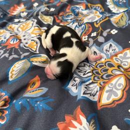 Ozzy - Black and white male Shih Tzu puppy in Melbourne, Florida from Sassy Shih Tzu Puppies