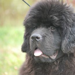 Newfoundland Puppies from Blackstrap Kennels