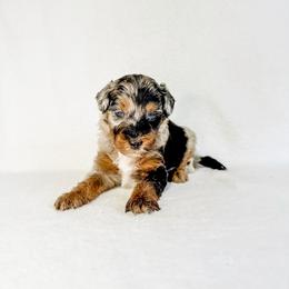 Dallas - Blue merle male Aussiedoodle puppy in Sharpsburg, Georgia from Steindoodles