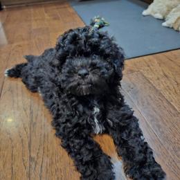 Havapoo Puppies from Derbyville Havapoos