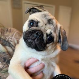 Marlow - Pug
