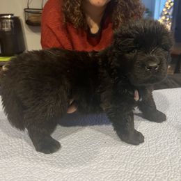Newfoundland Puppies from Burning Embers Newfoundlands