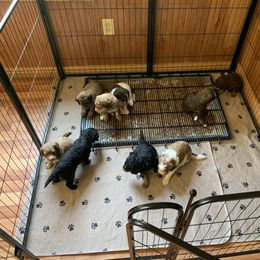 Bernedoodle Puppies from Bells Bernedoodles