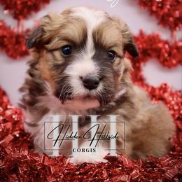 Red FLUFF girl WITH TAIL - Red female Pembroke Welsh Corgi puppy in Locust Grove, Oklahoma from Hidden Hillsides Corgis