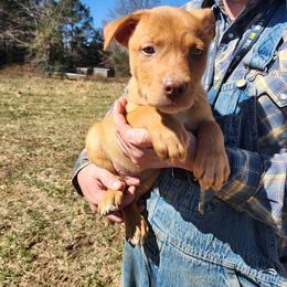 Boy 4 - Red male Australian Kelpie puppy in Bradford, Arkansas from Cedar Rock Heelers and Kelpies