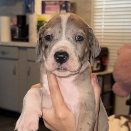 Pink collar - Mantle merle female Great Dane puppy in Loris, South Carolina from Days Danes