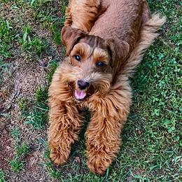 Angel - Miniature Schnauzer