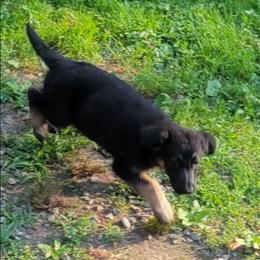 Gren - Black and tan female German Shepherd puppy in Plymouth, Massachusetts from Witmer Shepherds