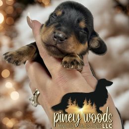 Matlock UK IMPORT SIRED - Black and tan male Dachshund puppy in Linden, Texas from Piney Woods Miniature Dachshunds LLC