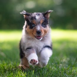 Australian Shepherd Puppies from Skyborne Australian Shepherds