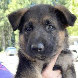 German Shepherds from Von Ricketts Dogs