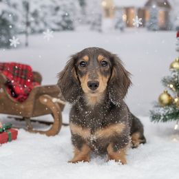Enid - Blue and cream female Dachshund puppy in Azle, Texas from American Dachshunds