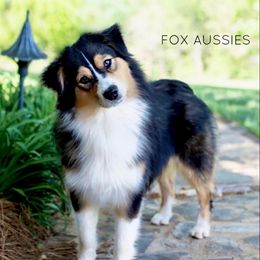 Nani - Australian Shepherd