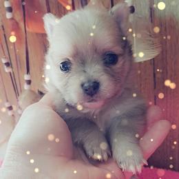 Girl 3 - White female Pomeranian puppy in Lore City, Ohio from Tonia's Pomeranians