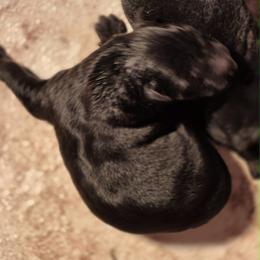 Boy 4 - Black male German Shepherd puppy in Lake George, Colorado from High Country German Shepherds