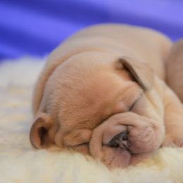 French Bulldog Puppies from DeSollar French Bulldogs