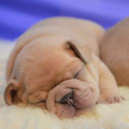 French Bulldog Puppies from DeSollar French Bulldogs
