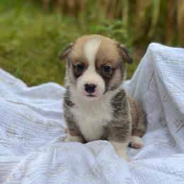 Arcadia - Red and white male American Corgi puppy in Hope, Arkansas from Foxy Knoll Farm