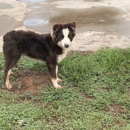 Australian Shepherd Puppies from 3 Crosses Kennels