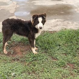Australian Shepherd Puppies from 3 Crosses Kennels