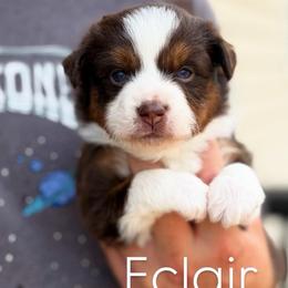 Eclair - Red tri-color female Miniature American Shepherd puppy in Riverton, Utah from Iron Spirit Homestead & Aussies