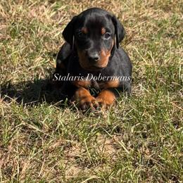 Blue collar - Black and rust male Doberman Pinscher puppy in North Judson, Indiana from Stalaris Dobermans