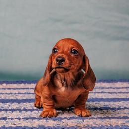 Sol - Red male Dachshund puppy in Auxvasse, Missouri from Above Par Kennels