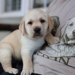 Max - Yellow male Labrador Retriever puppy in Williamston, Sc, South Carolina from Dutton Dog Co & Dalla Grazia Doberman