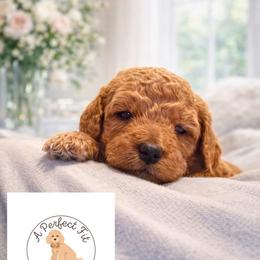 Dakota - Apricot male Goldendoodle puppy in Lake Charles, Louisiana from Perfect Fit Poodles & Doodles
