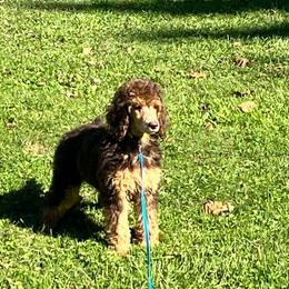 Margot Robbie - Phantom female Poodle puppy in Mount Gilead, Ohio from Cats Creek Standard Poodles