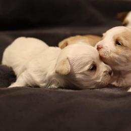 Sugar - White female Morkie puppy in Tucson, Arizona from Sun-Kissed Morkies