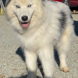 Kane - Siberian Husky