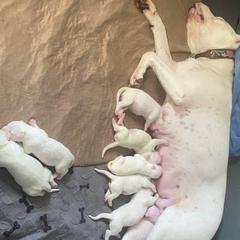 Female 1 - White female Dogo Argentino puppy in Winter Haven, Florida from Wayward’s Dogos and Spellbound Greyhounds