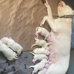 Female 1 - White female Dogo Argentino puppy in Winter Haven, Florida from Wayward’s Dogos and Spellbound Greyhounds