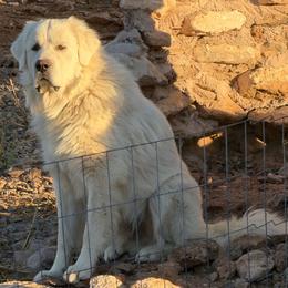 AKC Titan - Great Pyrenees