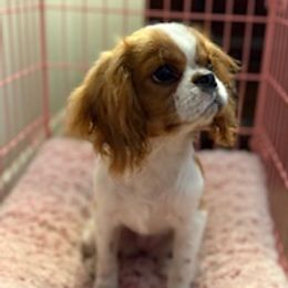 Cavalier King Charles Spaniel puppies from Ellis Family Cavaliers