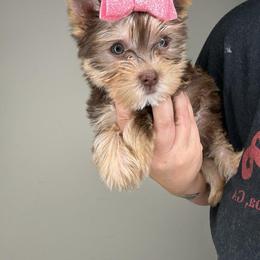 Yorkshire Terrier Puppies from Kruz Kennels