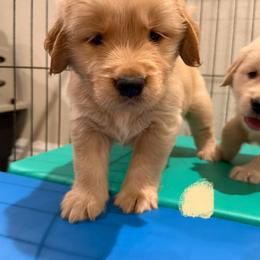 Golden Retriever Puppies from Golden Grace Kennel