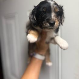 Fuji - Blue merle male Miniature Australian Shepherd puppy in Clarkesville, Georgia from North Georgia Gems