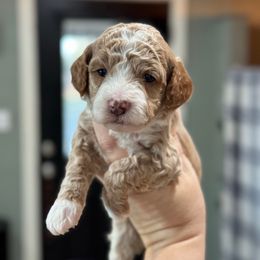 Houdini - Apricot male Goldendoodle puppy in Wharton, Texas from Little Fur Friends