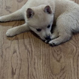 Boy 2 - Cream male Schipperke puppy in Groesbeck, Texas from Lost Prairie Puppies