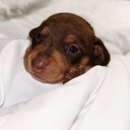 Chocolate And Tan Female 1 - Chocolate and tan female Dachshund puppy in Blackstone, Virginia from Cheyenne's Dachshunds