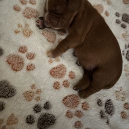 Cavalier King Charles Spaniel Puppies from Family first cavaliers