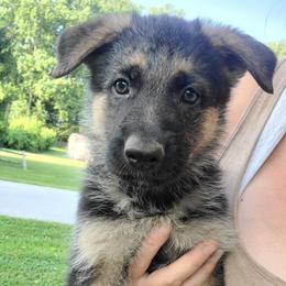 Purple - Black and red female German Shepherd puppy in Coatesville, Pennsylvania from Jessica's German Shepherds