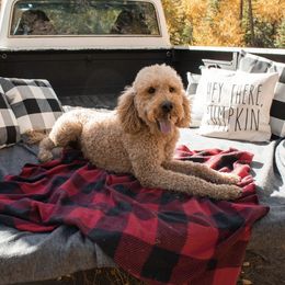 BrinkLee  - Goldendoodle