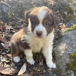 Jack - Red tri-color male Australian Shepherd puppy in Grants Pass, Oregon from Carmel Mountain Aussies