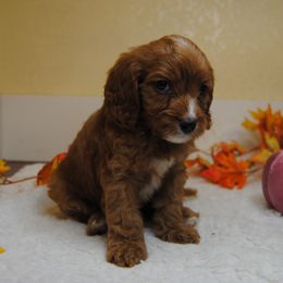 Autumn - Red female Cavapoo puppy in Mountain Grove, Missouri from Dogwood & Sassafras Companions
