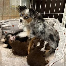 Australian Shepherd puppies from Cowin Premier Aussies