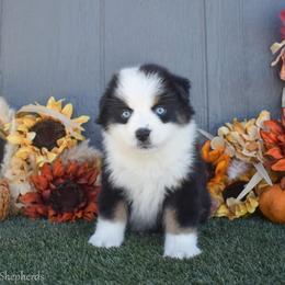 Jessica - Black tri-color female Australian Shepherd puppy in Fallon, Nevada from Double H Australian Shepherds